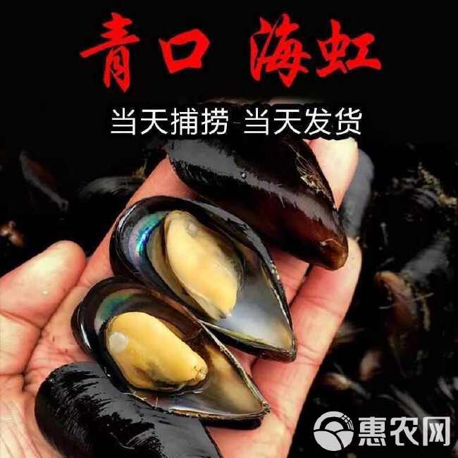 青口贝鲜活海鲜整箱水产批发海虹鲜活贝类3斤6斤一箱大号特大号