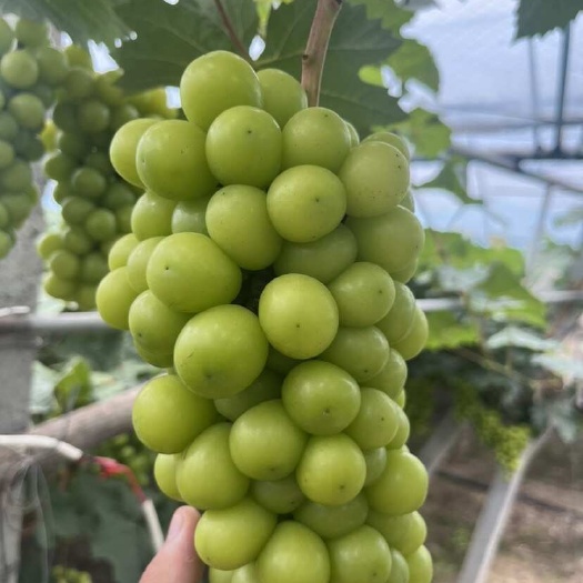 成都葡萄