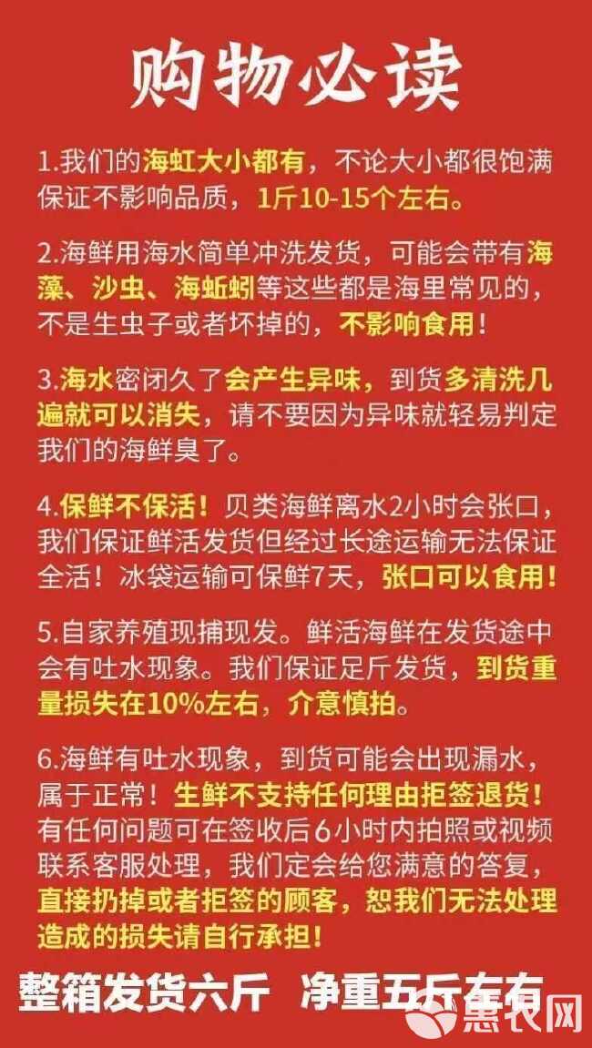 青口贝鲜活海鲜整箱水产批发海虹鲜活贝类3斤6斤一箱大号特大号