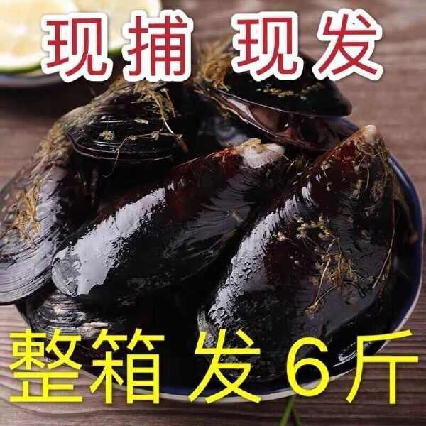 青口贝鲜活海鲜整箱水产批发海虹鲜活贝类3斤6斤一箱大号特大号