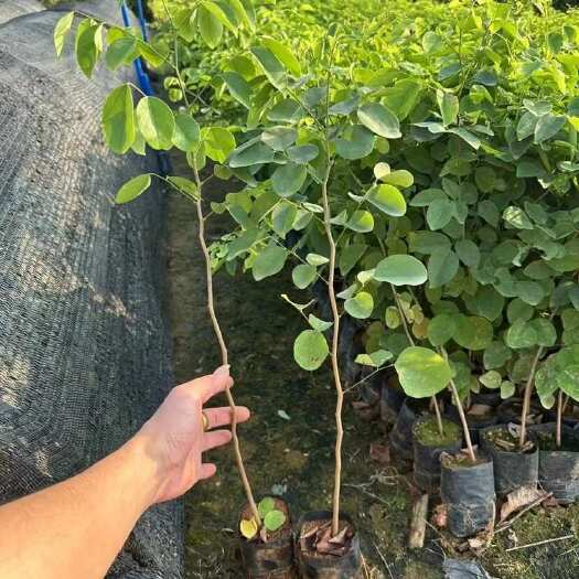 广州珍贵树种.大红酸枝，越南交趾黄檀