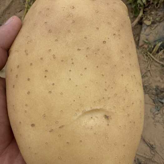 中宁县土豆