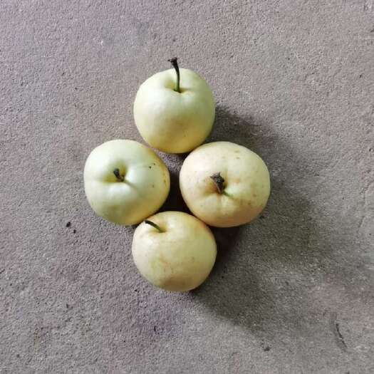 汉中苹果梨