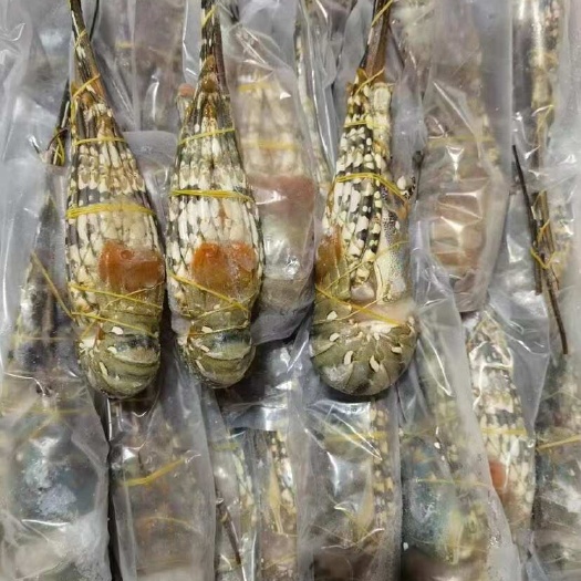 北海青龙虾