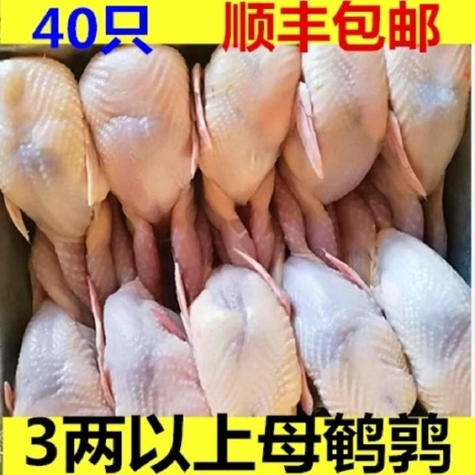 大鹌鹑现杀鹌鹑放血去内脏 活体新鲜白条鹌鹑肉烧烤鹌鹑冷冻鹌鹑