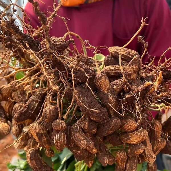 越南七彩花生，鲜花生