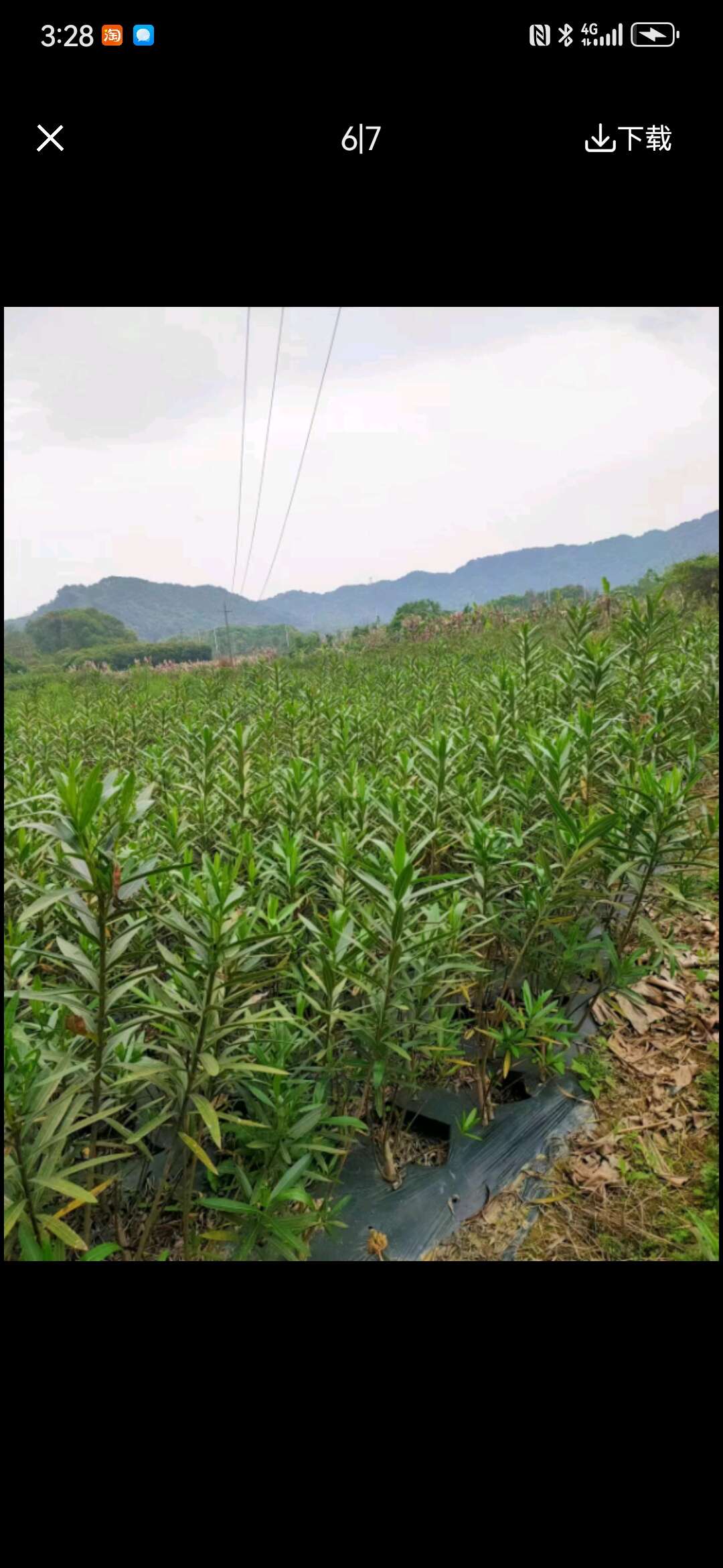 夾竹桃小苗大量供應