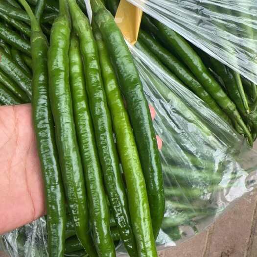 成县二荆条辣椒