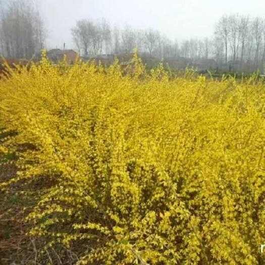 沭阳县连翘苗黄老虎树苗庭院绿化工程苗观赏连翘花苗