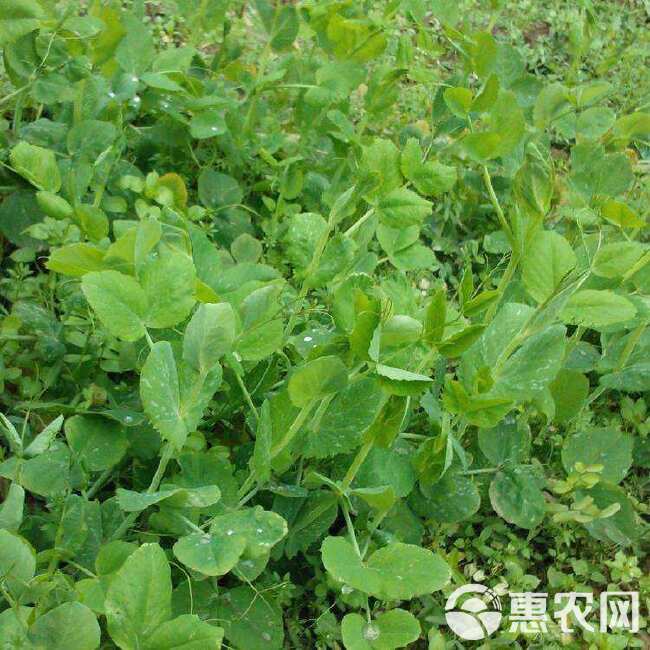 胖嫩豌豆尖 黑眉豌豆苗种子 黑眉碗豆尖种子 大无须黑眉豌豆