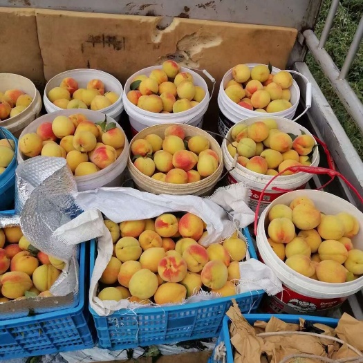 重庆市锦绣黄桃