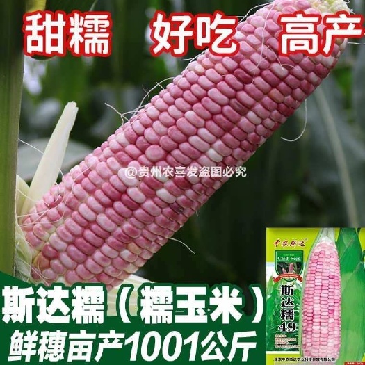 凯里市斯达糯粉彩甜糯玉米种子超大棒鲜食甜糯玉米非转基因水果玉米种籽