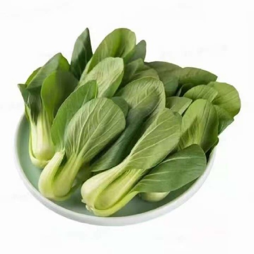 曹县上海青   油菜   小青菜  全年有货 商超电商