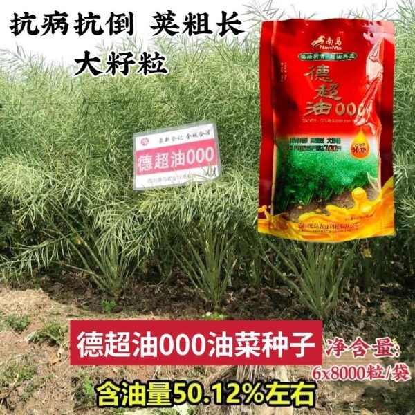 南马矮油油菜种子正品德超油000油菜籽种子矮杆抗病抗倒出油率