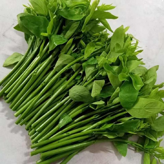 清远野菜树仔菜天绿香树枸杞清远稀奇古怪食材