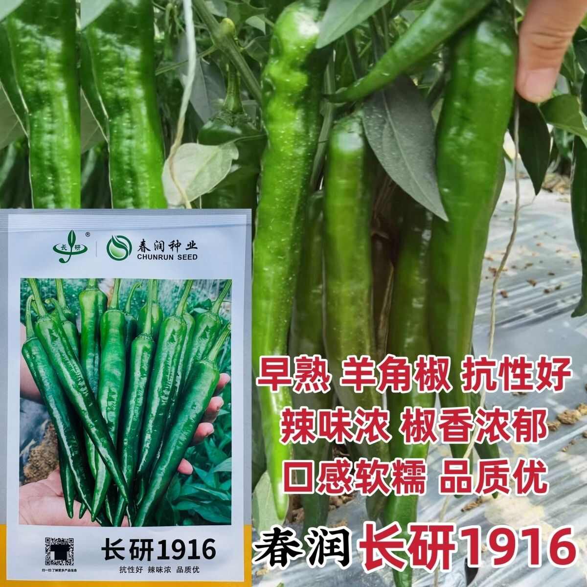 春润种业长研1916辣椒种子辣味浓香抗性好早熟羊角椒种子嫩椒