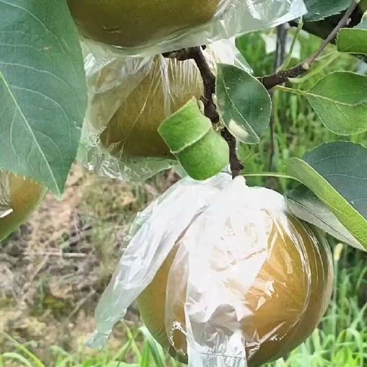 梨，黄花梨