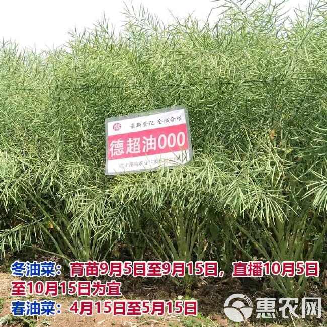 南马矮油油菜种子正品德超油000油菜籽种子矮杆抗病抗倒出油率