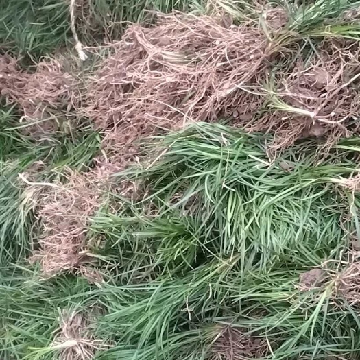 三台县细叶麦冬草，工程绿化苗