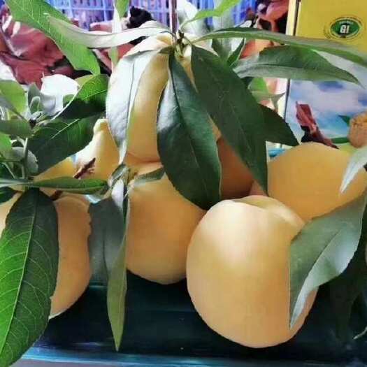 炎陵县黄桃