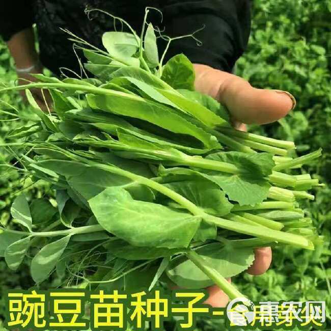 胖嫩豌豆尖 黑眉豌豆苗种子 黑眉碗豆尖种子 大无须黑眉豌豆