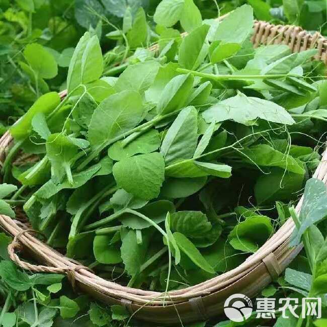 胖嫩豌豆尖 黑眉豌豆苗种子 黑眉碗豆尖种子 大无须黑眉豌豆