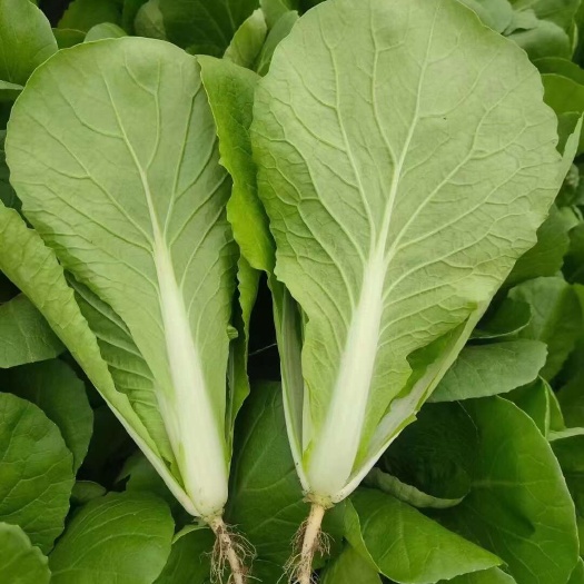 曹县快菜  毛白菜  小白菜  支持全国配送