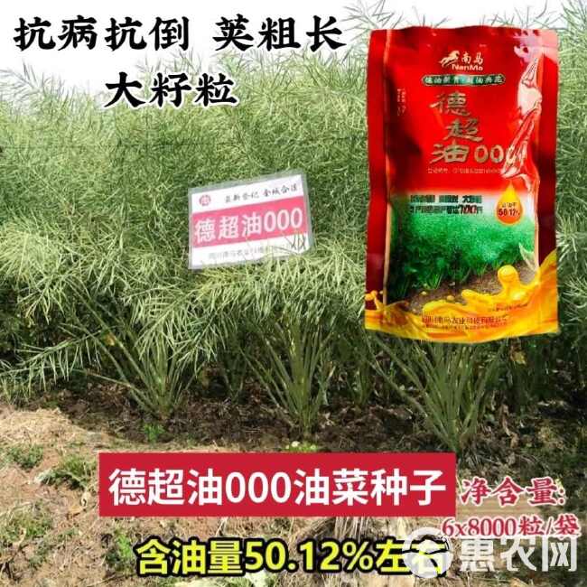 南马矮油油菜种子正品德超油000油菜籽种子矮杆抗病抗倒出油率