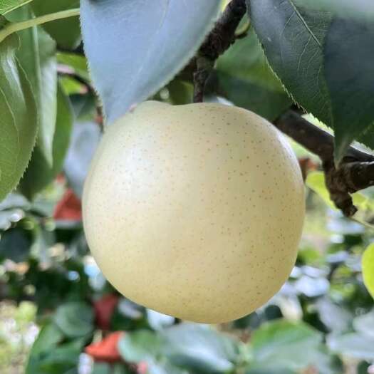 西华县黄金梨