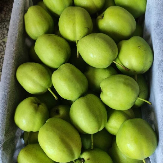 临泽县果皮黄绿色，有蜡质光泽，颇美观；果心小，肉细味甜，酥脆多汁