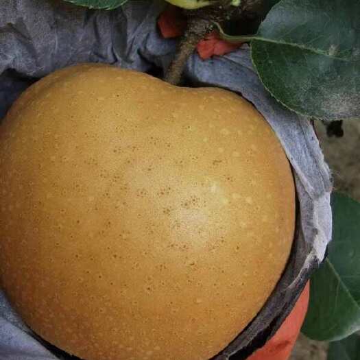 睢宁县皇冠梨，翠冠梨，丰水梨，秋月梨