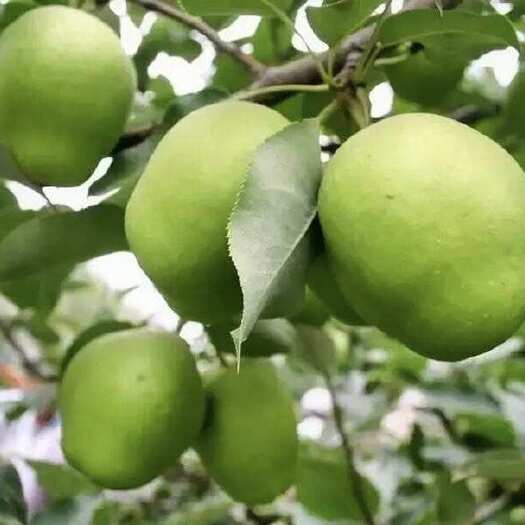 果皮黄绿色，有蜡质光泽，颇美观；果心小，肉细味甜，酥脆多汁