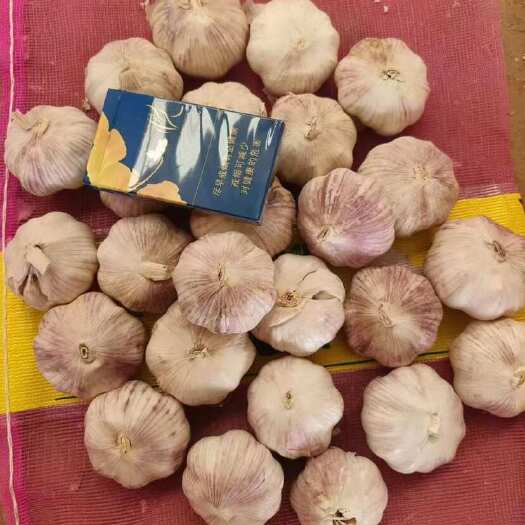 沂水县山东优质精品出口大蒜  白皮蒜 常年大量有货 支持出口 电商