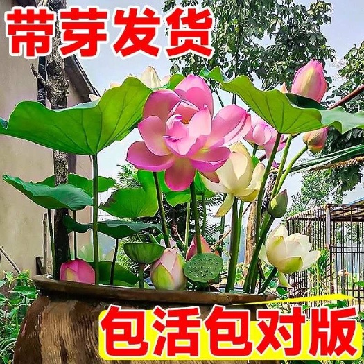 沭阳县大型观赏荷花盆栽水养荷花种根苗荷花种藕莲花食用莲藕水池塘睡莲