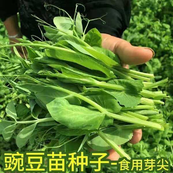 胖嫩豌豆尖 黑眉豌豆苗种子 黑眉碗豆尖种子 大无须黑眉豌豆