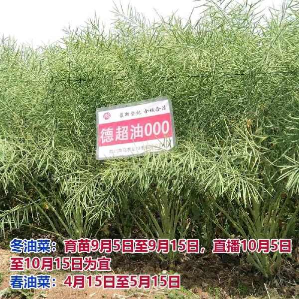 南马矮油油菜种子正品德超油000油菜籽种子矮杆抗病抗倒出油率