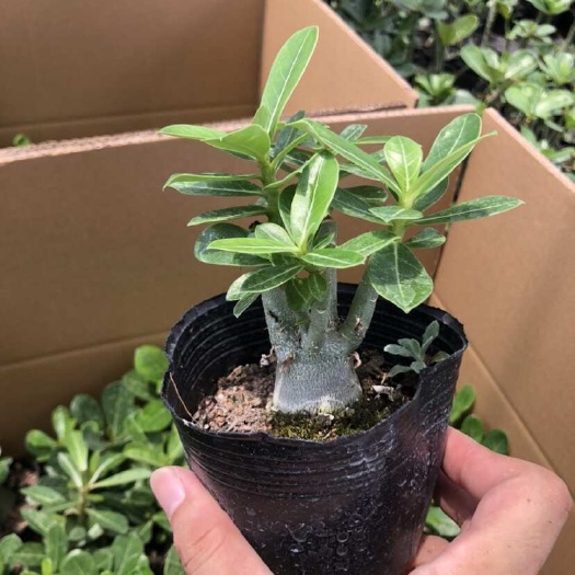 沙漠玫瑰产地直销