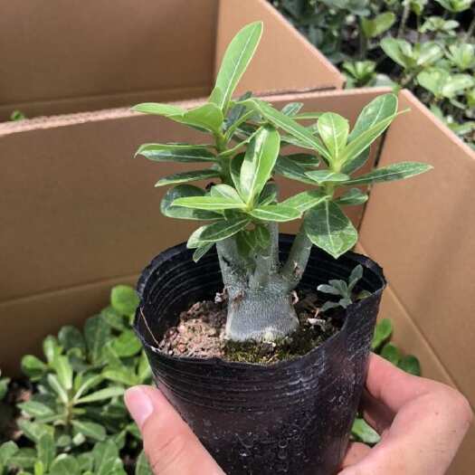 漳州沙漠玫瑰产地直销