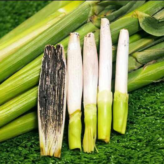 梨树县乌米菌