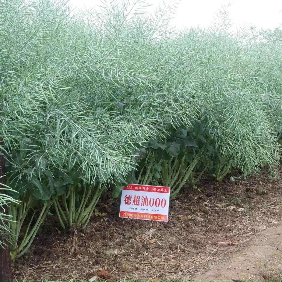 南马矮油油菜种子正品德超油000油菜籽种子矮杆抗病抗倒出油率