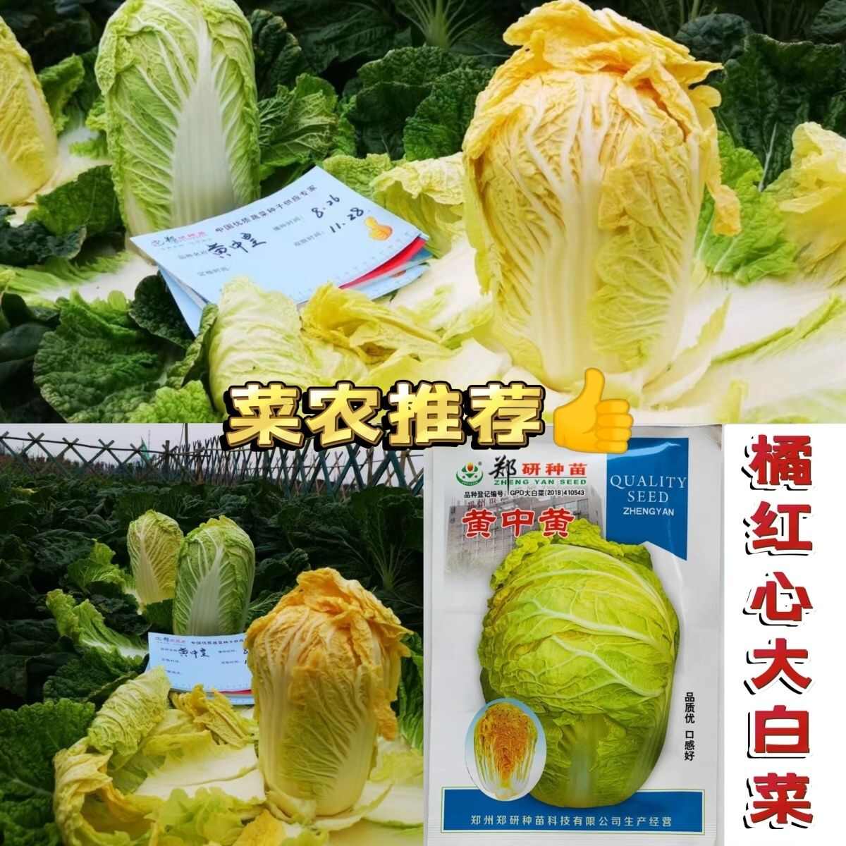 郑研黄中黄大白菜种子正品橘红心大白菜种子秋季蔬菜远超传统白菜