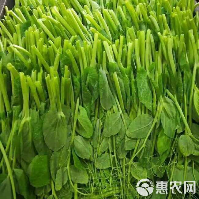 胖嫩豌豆尖 黑眉豌豆苗种子 黑眉碗豆尖种子 大无须黑眉豌豆