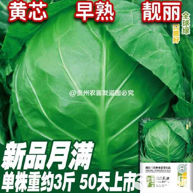 50天早熟甘蓝种子耐热耐寒包菜种籽卷心菜籽圆白菜种子春夏秋种