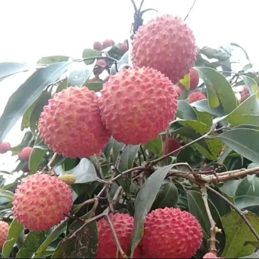 合江县荔枝