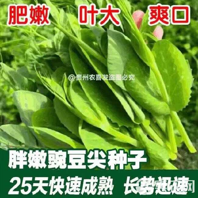 胖嫩豌豆尖 黑眉豌豆苗种子 黑眉碗豆尖种子 大无须黑眉豌豆