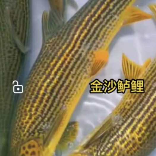 重庆市金沙鲈鲤
