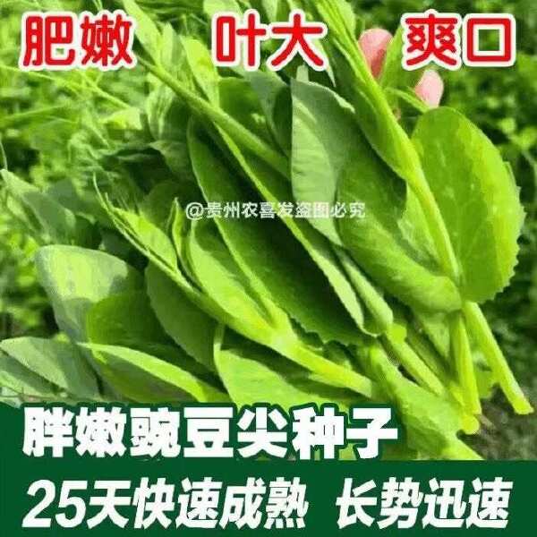 胖嫩豌豆尖 黑眉豌豆苗种子 黑眉碗豆尖种子 大无须黑眉豌豆