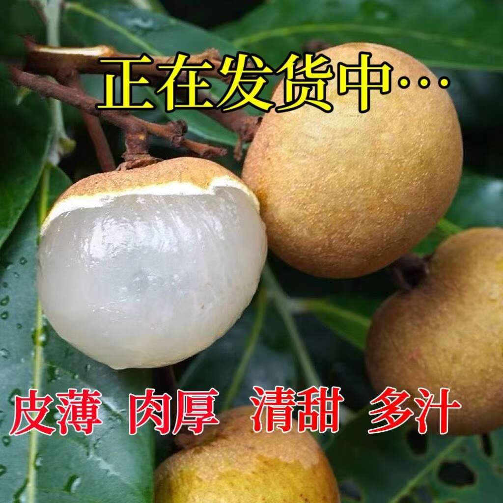 龙眼盛宴，甜蜜每一刻 —— 品味石硖龙眼的非凡之旅