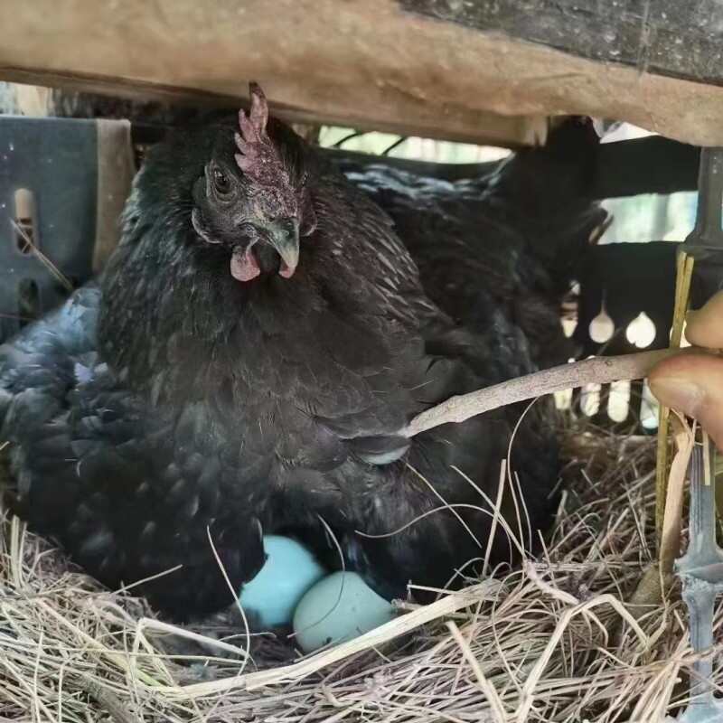 白凤乌鸡竹丝鸡泰和乌鸡无量山乌骨鸡苗五黑绿壳蛋鸡青花乌骨鸡苗