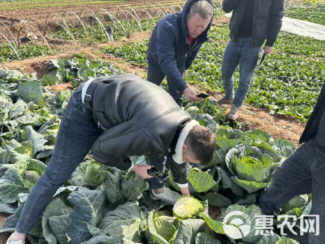 春秀牛心包菜籽牛心甘蓝种子净含量10克蔬菜基地专用口感好